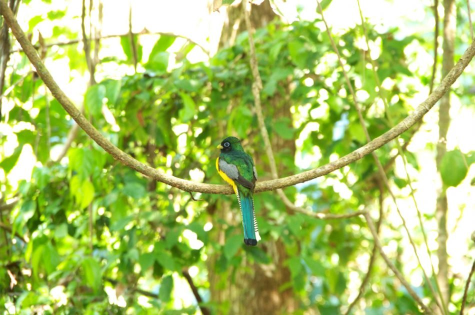 Most epic hiking trail Corcovado birds