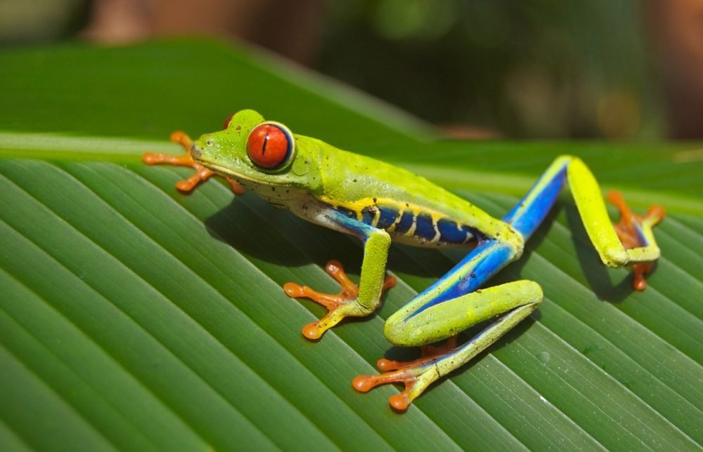 Escape travel _ Costa Rica _ tree frog