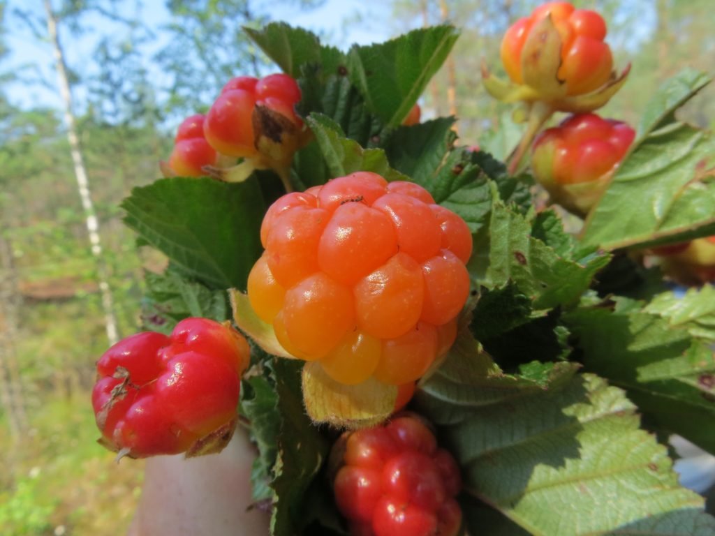 Traveling to Latvia _ wild berries