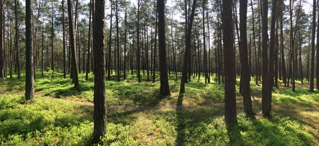Traveling to Latvia _ pine forests