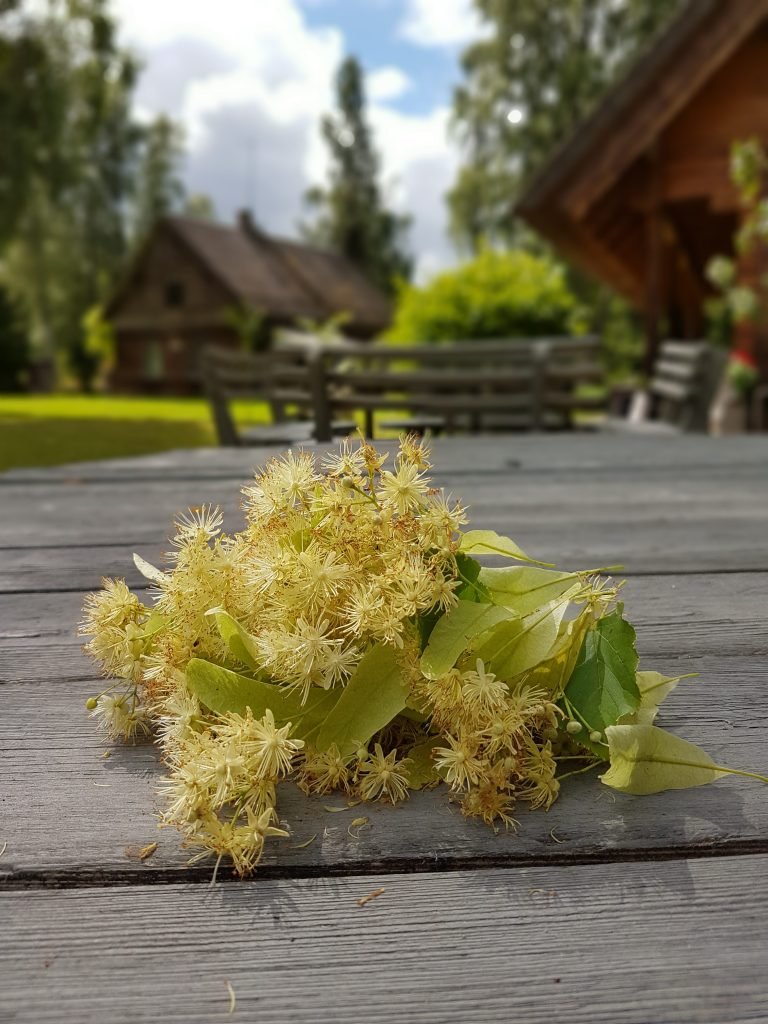 Traveling to Latvia _ Linden blossoms