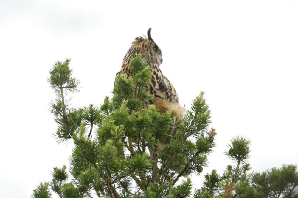 Eagle Owl_Bird watching_Latvia_idaadventures_escaperies_photo Aivars Petrins