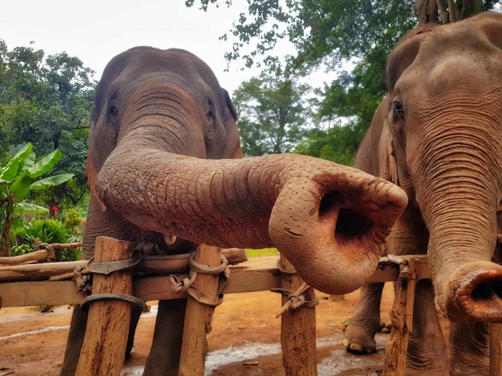 Northern Thailand _ Elephants 02 _ Escaperies