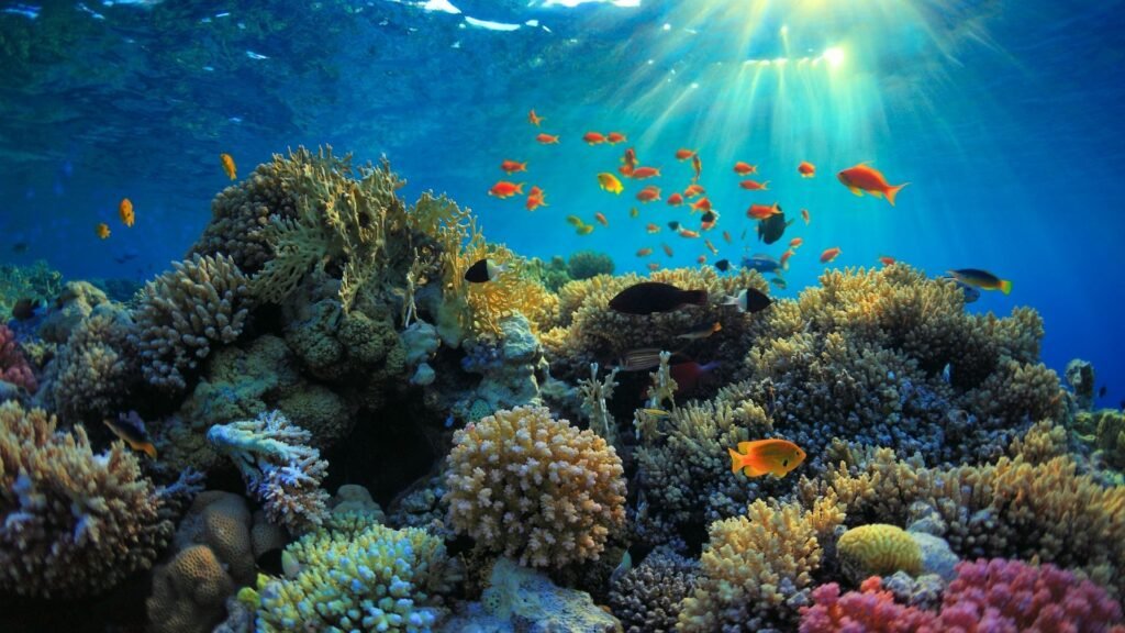 Ecotourism - Coral reefs - Escaperies