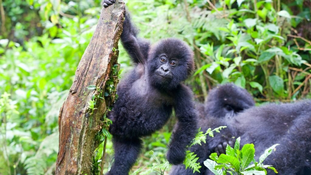 Ecotourism - Gorillas - Escaperies