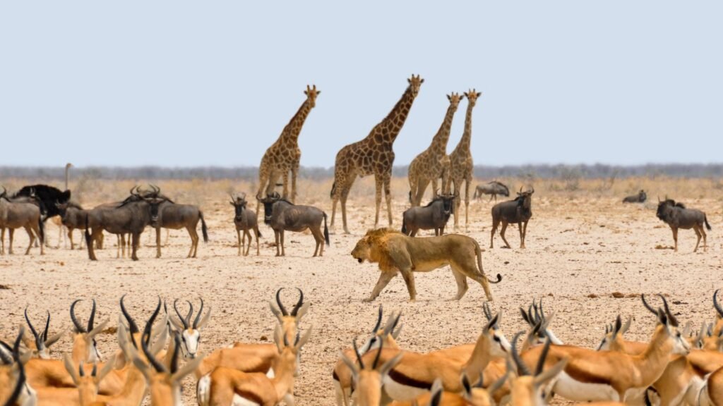 Ecotourism - Namibia - Escaperies