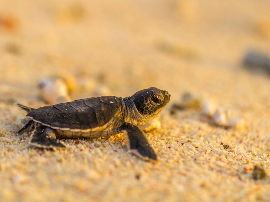 Best Places in Sri Lanka for Nature Lovers - Turtles