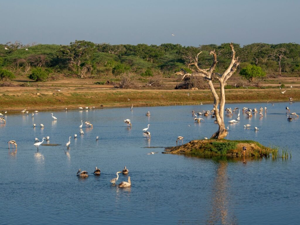 Best Places in Sri Lanka for Nature Lovers - Bundala