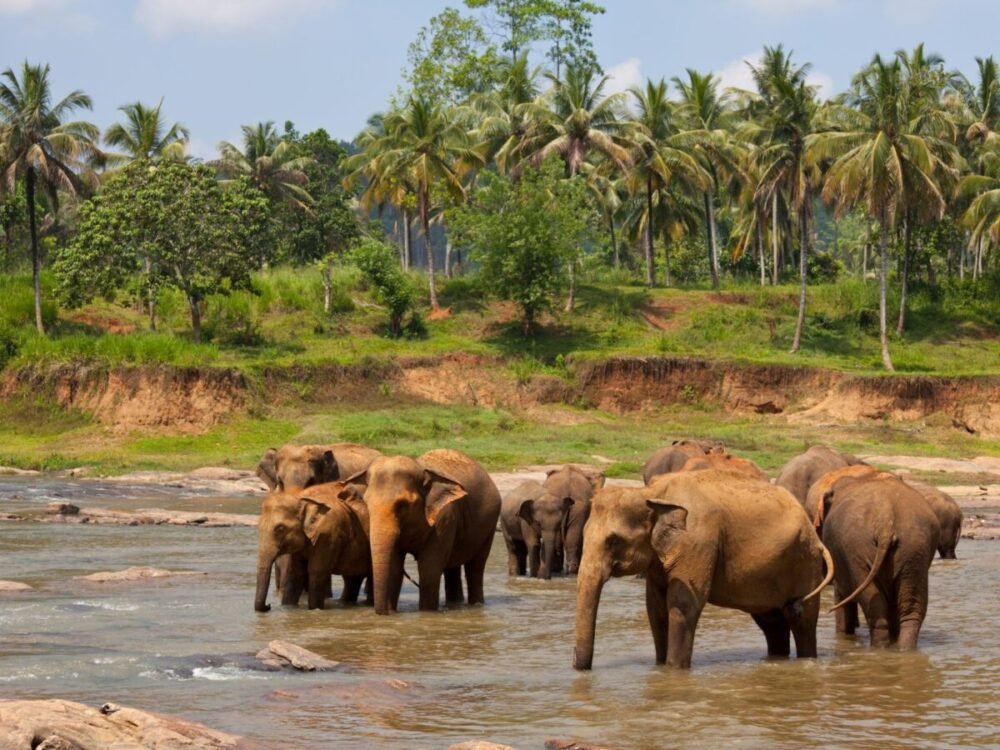 Best Places in Sri Lanka for Nature Lovers and Outdoor Adventures
