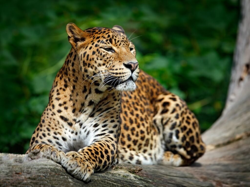 Best Places in Sri Lanka for Nature Lovers - Leopard