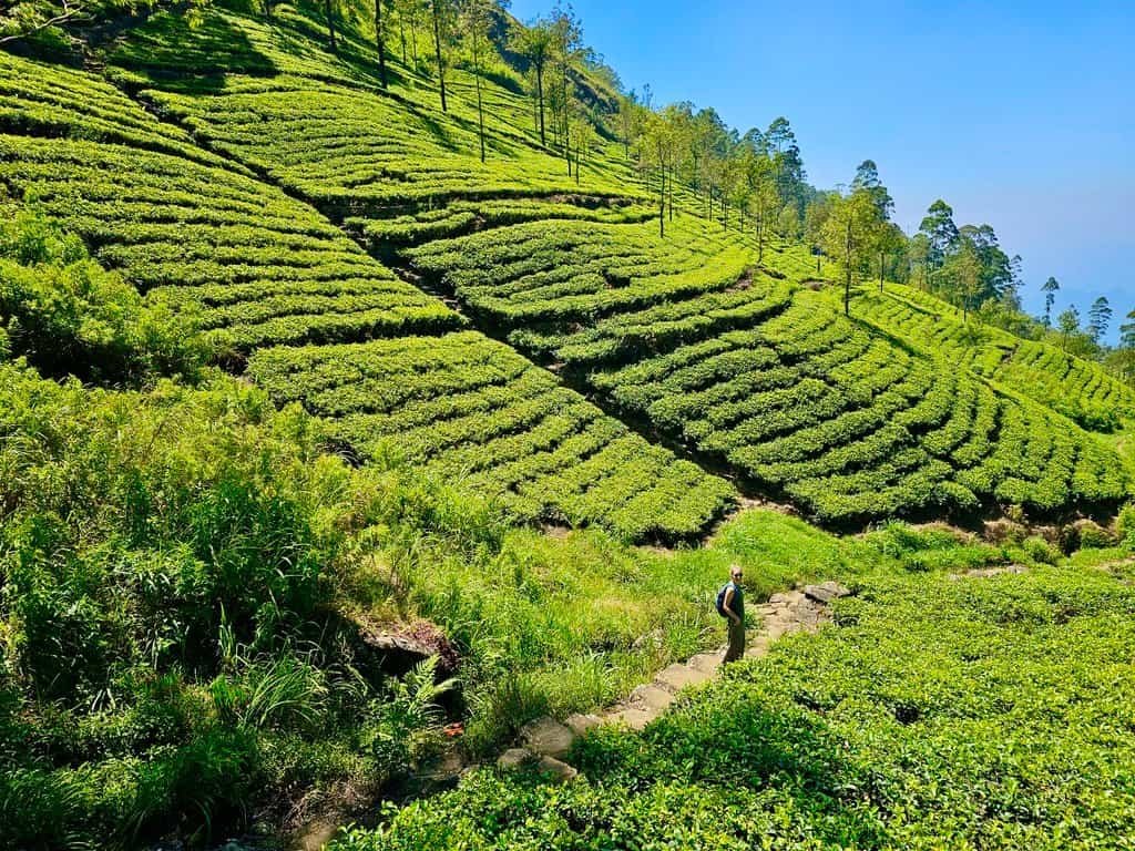 Best Places in Sri Lanka for Nature Lovers - Pakoe Trail - Escaperies