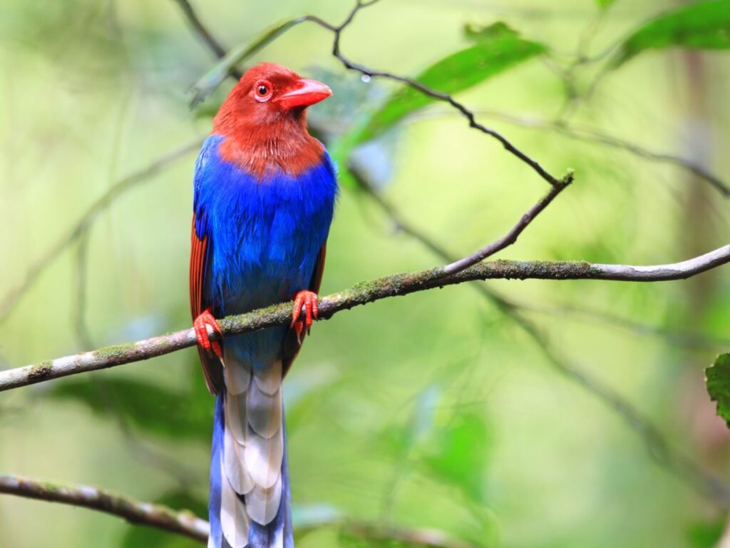 Sri Lanka Blue Magpie