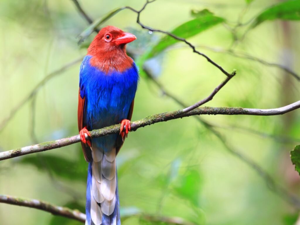 Sri Lanka Blue Magpie