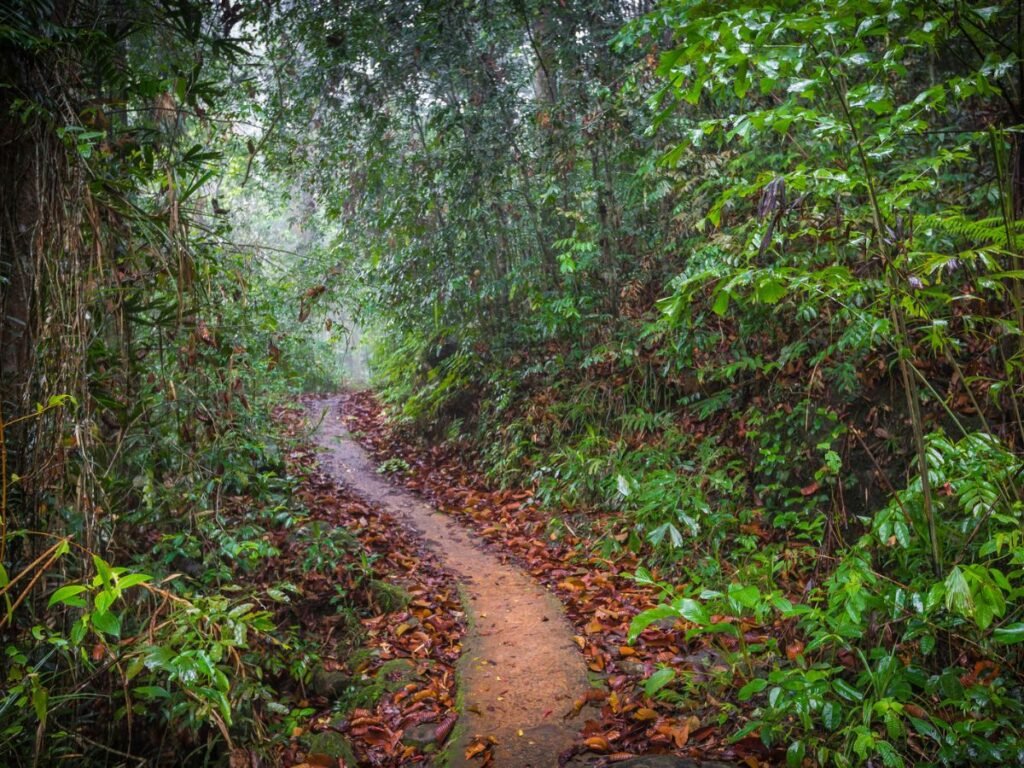 Sinharaja forest path